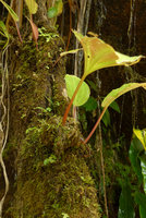 Monolena ovata, two individuals, epiphytic on perhumid mossy branch, Villavicencio, Meta, Colombia