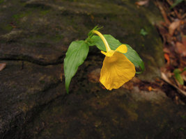 Monolophus (syn. Caulokaempferia) saxicola, flower close up, Khao Yai NP, Thailand