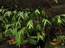 Monolophus (syn. Caulokaempferia) saxicola and Xyris wallichii on vertical seeping rock, Khao Yai NP, Thailand
