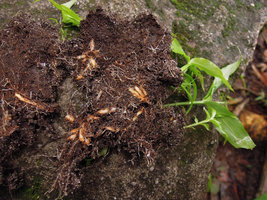 Monolophus (syn. Caulokaempferia) saxicola, tuberous roots inside the thin humus layer, the only surviving organs during dry season, Khao Yai NP, Thailand
