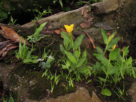 Monolophus (syn. Caulokaempferia) saxicola with Argostemma stellatum, a Begonia and Xyris wallichii, Khao Yai NP, Thailand