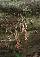 Monolophus saxicola, dry leafy stems, the plant surviving thanks to its tuberous roots growing radially on the vertical rock surface, Khao Yai NP, Thailand