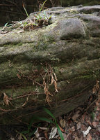 Monolophus saxicola, dry stems on vertical rock at the end of november, Khao Yai NP, Thailand