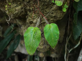Monophyllaea chinii, densely hairy hypocotyl, Bantimurung, South Sulawesi