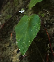 Monophyllaea chinii, flowering individual, Bantimurung, South Sulawesi