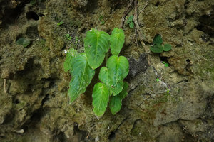 Monophyllaea chinii, small population on vertical shaded karst covered by algae, mosses and seedlings of Begonia and Argostemma, Bantimurung, South Sulawesi