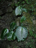 Monophyllaea glauca at Clearwater cave entrance, Gunung Mulu NP, Sarawak, Borneo