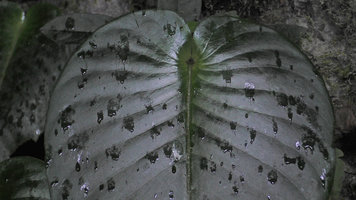 Monophyllaea glauca, macrocotyledon shiny metallic upper surface, Clearwater Cave entrance, Gunung Mulu NP, Sarawak, Borneo
