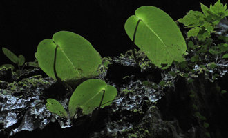 Monophyllaea glauca, macrocotyledon transparency, Clearwater Cave, Gunung Mulu NP, Sarawak, Sabah, Borneo