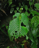 Monophyllaea merrilliana, macrocotyledon and inflorescence, Wara Barat, Palopo, South Sulawesi