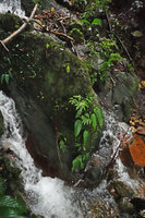 Monophyllaea merrilliana on a mossy rock emerging from a forest small waterfall, Wara Barat, Palopo, South Sulawesi