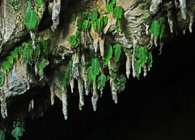 Monophyllaea pendula, Bornéo