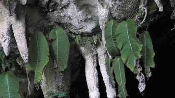 Monophyllaea pendula, flowering individuals on stalactites, Clearwater Cave entrance, Gunung Mulu NP, Sarawak, Borneo