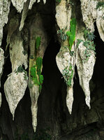 Monophyllaea pendula on stalactites at Clearwater cave entrance, Gunung Mulu NP, Sarawak, Borneo