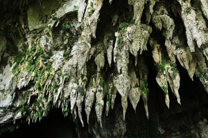Monophyllaea pendula population on stalactites at Clearwater cave entrance, Gunung Mulu NP, Sarawak, Borneo