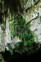 Monophyllaea pendula, Schismatoglottis monoplacenta and other Gesneriaceae species on vertical limestone cliff at Clearwater cave entrance, Gunung Mulu NP, Sarawak, Borneo