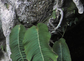 Monophyllaea pendula, three flowering individuals with tiny white corollas on stalactites, Clearwater Cave entrance, Gunung Mulu NP, Sarawak, Borneo