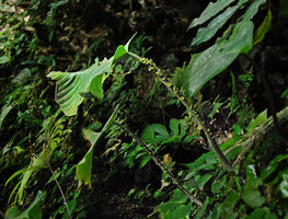 Monophyllaea singularis, macrocotyledon and tiny flowers appearing all along the hypocotyl, Bau, Sarawak