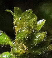 Monophyllaea sp., hairy calices, Sarambu Sikore waterfall, Tana Toraja, South Sulawesi