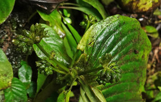 Monophyllaea sp., multiple  inflorescences emerging from the base of the macrocotyledon, Sarambu Sikore waterfall, Tana Toraja, South Sulawesi