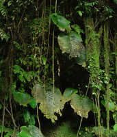 Monophyllaea sp., seasonnally decaying apical part of the macrocotyledon, Sarambu Sikore waterfall, Tana Toraja, South Sulawesi