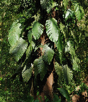 Monstera dubia, individual with asymmetric half pinnatifid leaves of the adult phase, Osa Peninsula, Costa Rica