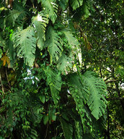 Monstera dubia, pinnatifid leaves of the adult phase, Osa Peninsula, Costa Rica