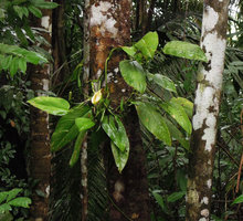 Monstera obliqua, Inkaterra, Madre de Dios, Peru