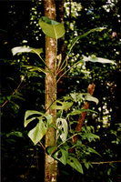 Monstera obliqua, Nouragues, CNRS field station, French Guyana