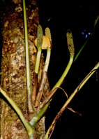 Monstera obliqua, spatha and spadices, Nouragues, CNRS field station, French Guyana