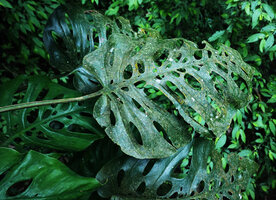 Monstera siltepecana, adult plain green highly perforated adaxial leaf surface, Finca el Pilar, Antigua, Guatemala