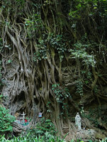 Monstera siltepecana climbing on Ficus roots in a holy place, Finca el Pilar, Antigua, Guatemala
