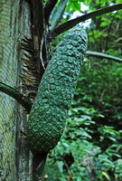 Monstera siltepecana, infructescence and adventitious anchoring roots, Finca el Pilar, Antigua, Guatemala