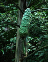 Monstera siltepecana, infructescence, Finca el Pilar, Antigua, Guatemala