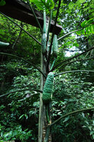 Monstera siltepecana, infructescences, Finca el Pilar, Antigua, Guatemala