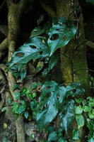 Monstera siltepecana, juvenile leaves, Finca el Pilar, Antigua, Guatemala