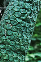 Monstera siltepecana, part of infructescence, Finca el Pilar, Antigua, Guatemala