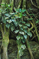 Monstera siltepecana, subadult individual climbing on Ficus roots, Finca el Pilar, Antigua, Guatemala