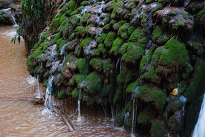 Mosses, algae and minerals creating small travertine mushroomm structures in a forest cascade, Blyde River Canyon, Mpumalanga, South Africa