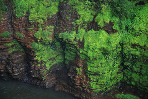 Mosses and carpeting plants such as Ferns, Streptocarpus sp. and Begonia sutherlandii covering the vertical shaded seeping cliff, Blyde River Canyon, Mpumalanga, South Africa
