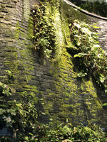 Mosses, ferns and aroids growing on the slate seeping wall, Emquartier, Bangkok