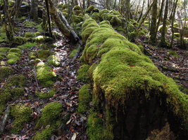 Mosses growing only on obstacles above the horizontal soil, avoiding thus leaf litter covering, Mount Field, Tasmania