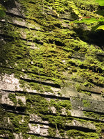 Mosses growing on the slate seeping wall, Emquartier, Bangkok