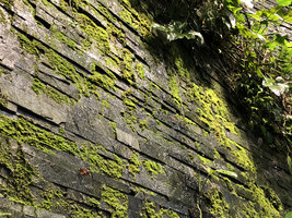 Mosses patches growing on the slate seeping wall, Emquartier, Bangkok
