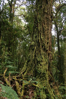 Mossy trunk covered by lianas and roots, Doi Inthanon NP, 2300 m asl, Thailand