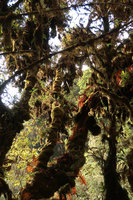 Mossy trunks and branches, caducous ferns, Doi Inthanon NP, 2500 m asl, Thailand