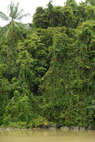 Mucuna bennettii, dense curtains along the river, Karawari, Sepik, Papua New Guinea