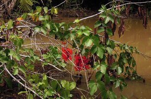 Mucuna bennettii flowering just above the water surface, Karawari, Sepik, Papua New Guinea
