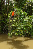 Mucuna bennettii, flowering stem along the river, Karawari, Sepik, Papua New Guinea