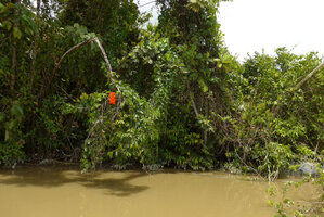 Mucuna bennettii, inflorescence along the river, Karawari, Sepik, Papua New Guinea